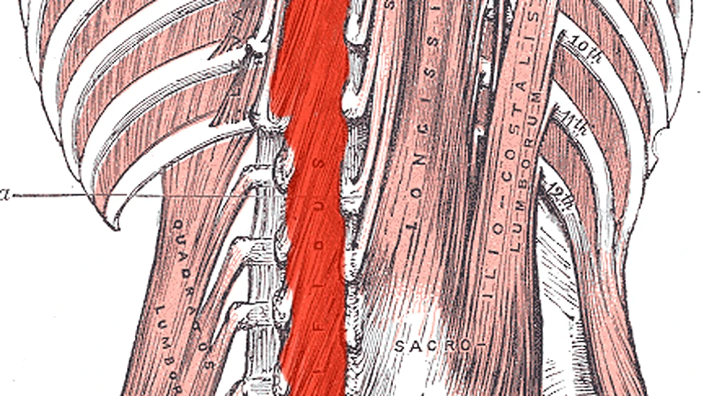 Anatomische tekening van de diepe multifidusspieren langs de wervelkolom